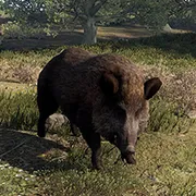 Boar