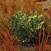 Green Berry Bush