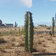 Medium Cactus